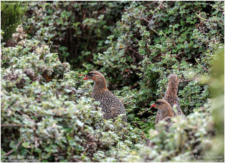 Chestnut-naped Francolinadult, identification, Behaviour