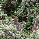 Francolin à cou roux