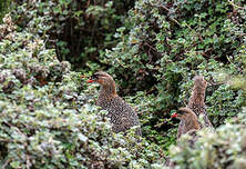 Francolin à cou roux