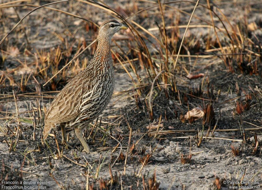 Double-spurred Spurfowl