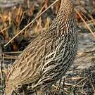 Francolin à double éperon