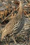 Francolin à double éperon