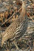 Double-spurred Francolin