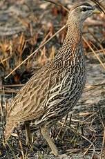 Francolin à double éperon