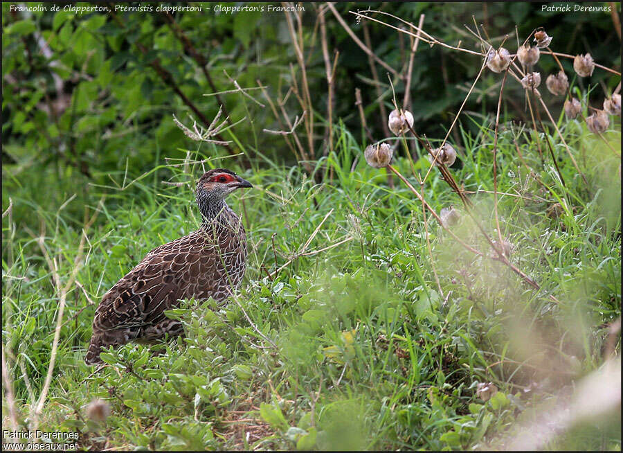 Clapperton's Spurfowladult, identification