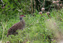 Clapperton's Francolin