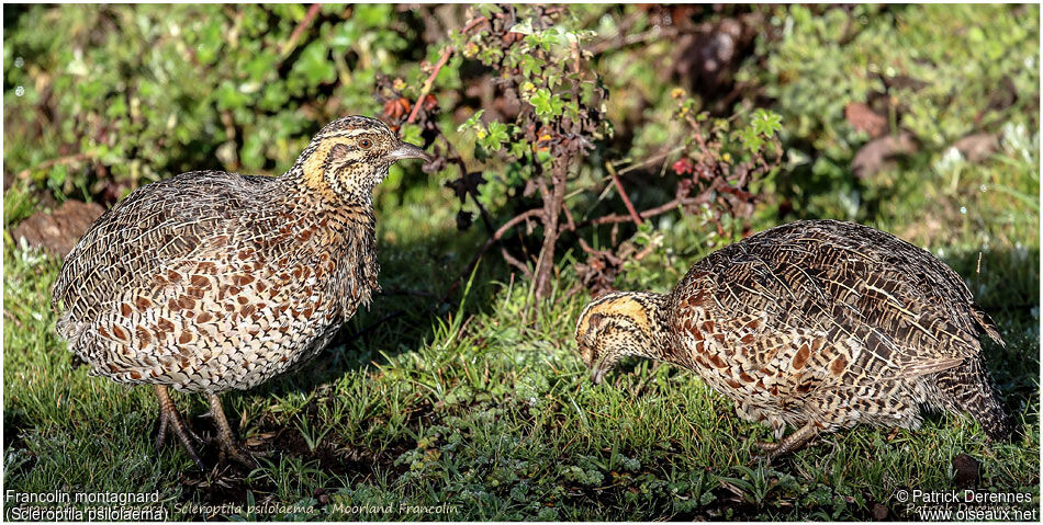 Francolin montagnardadulte, identification, régime, Comportement