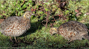 Francolin montagnard