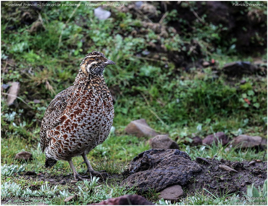 Moorland Francolinadult, identification