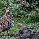Francolin montagnard