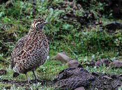 Moorland Francolin