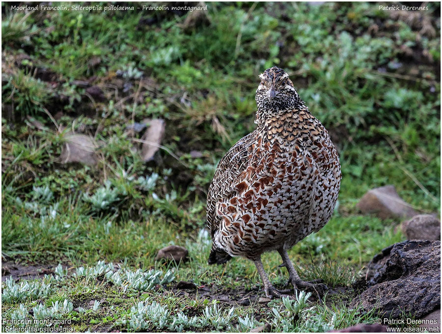 Francolin montagnardadulte, identification