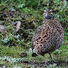 Francolin montagnard