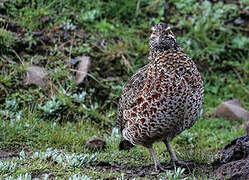 Moorland Francolin