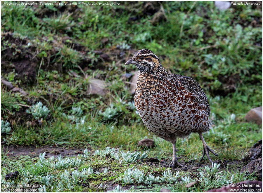 Francolin montagnardadulte, identification