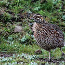 Francolin montagnard