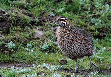 Francolin montagnard