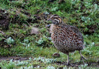 Francolin montagnard