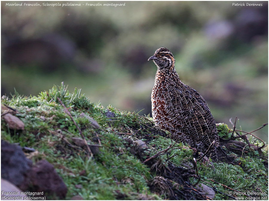 Moorland Francolinadult, identification