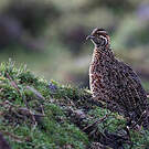 Francolin montagnard