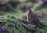 Francolin montagnard