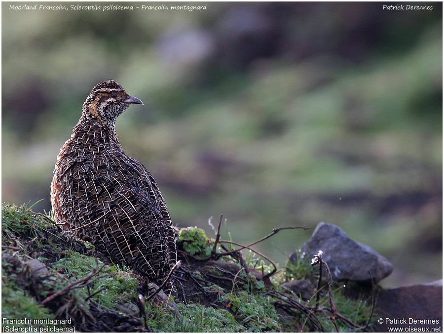 Moorland Francolinadult, identification