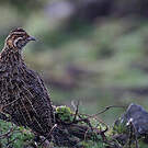 Francolin montagnard