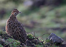 Francolin montagnard