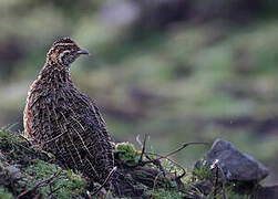 Moorland Francolin