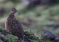 Francolin montagnard