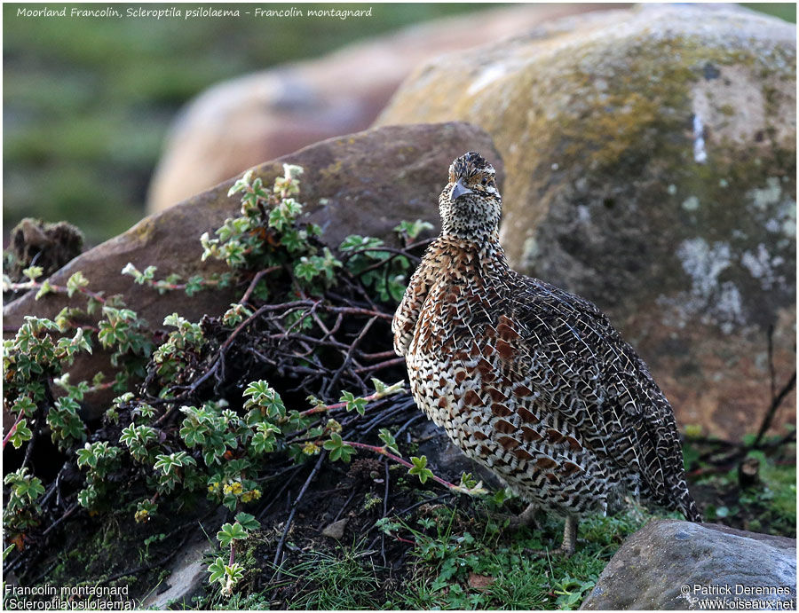 Francolin montagnardadulte, identification