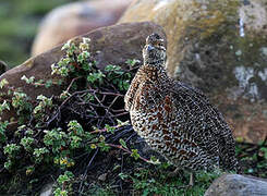 Moorland Francolin