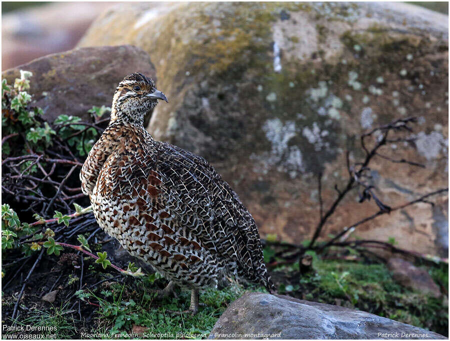 Moorland Francolinadult, identification