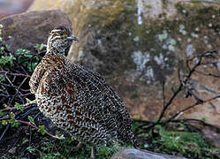 Moorland Francolin