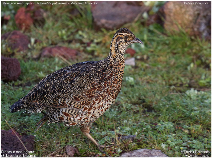 Moorland Francolinadult, identification