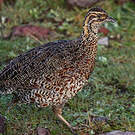 Francolin montagnard