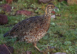 Moorland Francolin