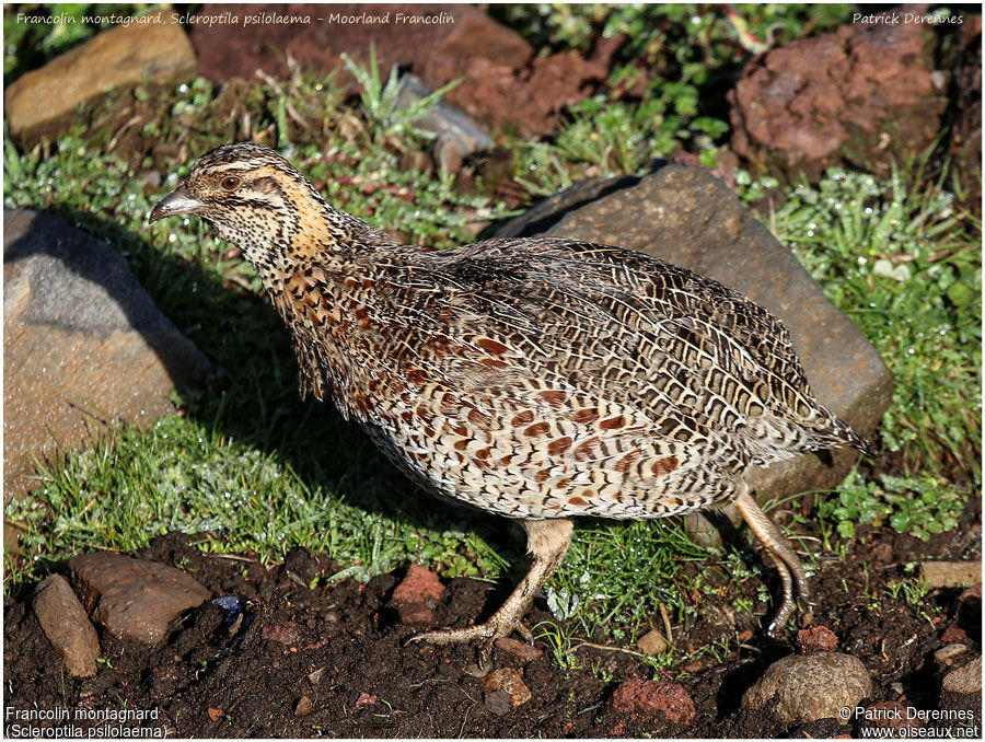 Moorland Francolinadult, identification