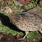 Francolin montagnard