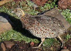 Moorland Francolin