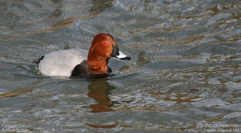 Common Pochardadult breeding