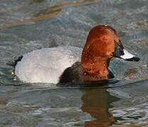 Common Pochard