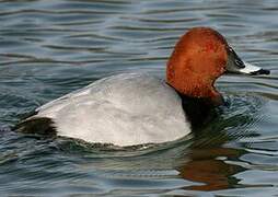 Common Pochard