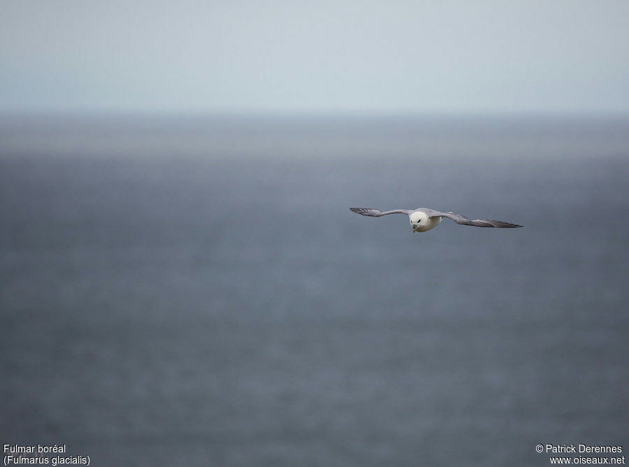 Fulmar boréaladulte, Vol