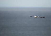 Fulmar boréal