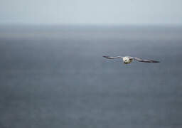 Fulmar boréal