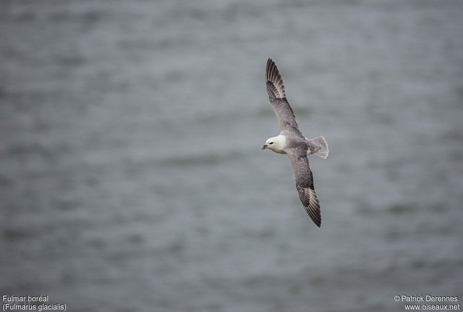 Fulmar boréaladulte, Vol