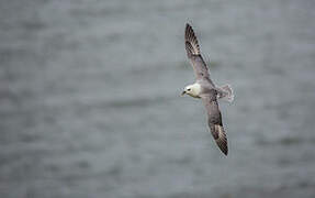 Fulmar boréal