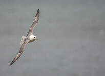 Fulmar boréal