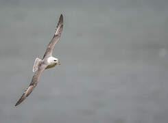 Northern Fulmar